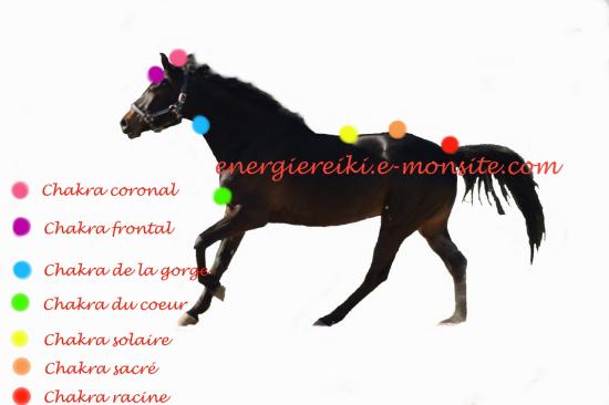 chakra-chevaux-1280x853.jpg