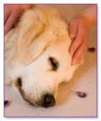 reiki-chien.jpg